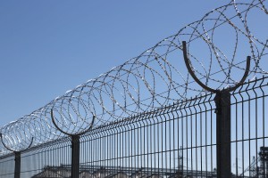 Egoza Standard on the fence of welded mesh